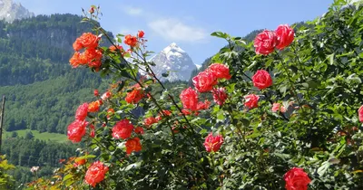 Альпийская роза фотографии