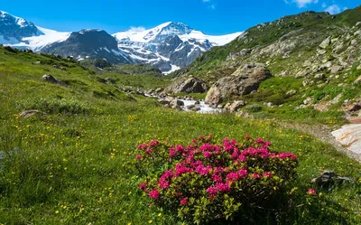 Изображение нежной альпийской розы для скачивания