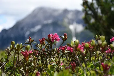 Фото роскошных альпийских роз в вашем формате