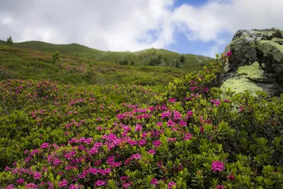 Фотография потрясающей альпийской розы для вашего выбора