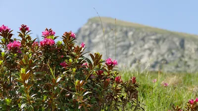 Фото роскошной альпийской розы на ваш выбор