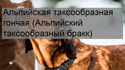 Собака-гончая на фотографии: альпийская таксообразная гончая