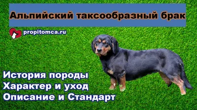 Собака-гончая на фото: альпийская таксообразная гончая