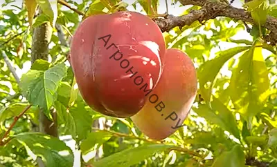 Бесплатная загружаемая фотография алычи дерева