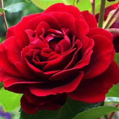 Изображение розы Амадеус с эффектом сепии