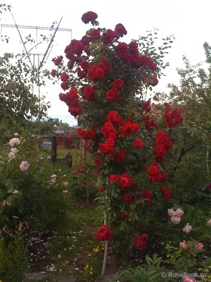 Картинка розы Амадеус с красными оттенками