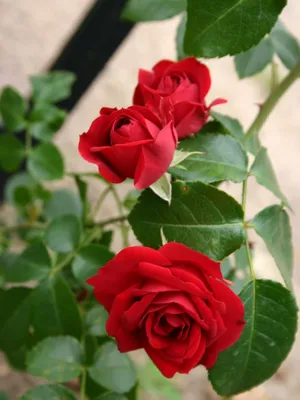 Фото розы Амадеус с макро-фокусом
