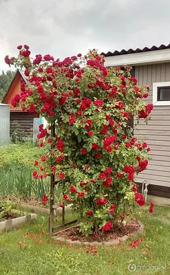 Фото розы Амадеус с дождевыми каплями