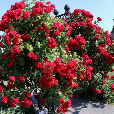 Картинка розы Амадеус в формате webp