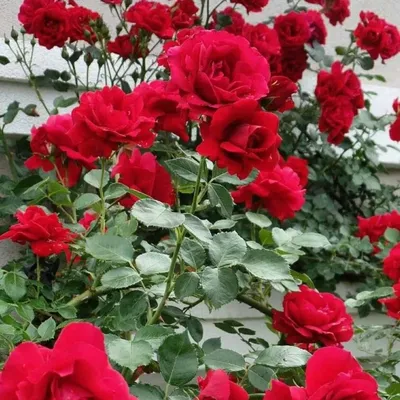 Изображение розы Амадеус с капельками росы