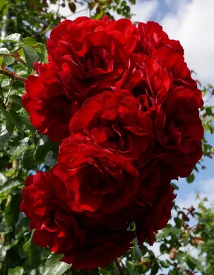 Картинка розы Амадеус с элегантным рамкой