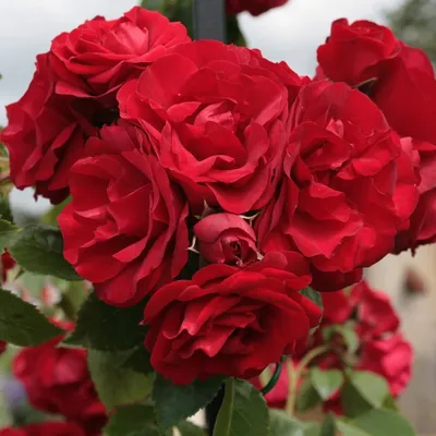 Фото розы Амадеус с эффектом градиента