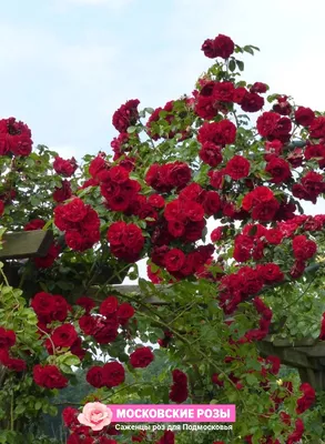 Фото розы Амадеус в яркой цветовой гамме