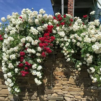 Фото розы Амадеус на фоне пастельных оттенков