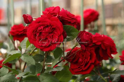 Изображение розы Амадеус с прозрачным фоном