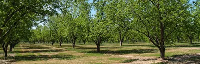 Фотография амарантового дерева в отличном качестве