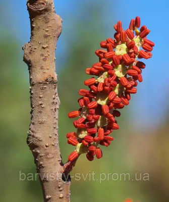 Фотография амарантового дерева для макоси