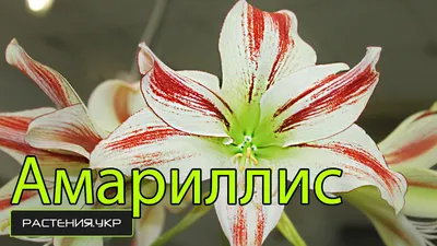 Амариллис с капельками росы: красивая фотография