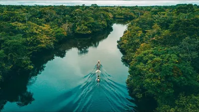 Фото Амазонки реки в формате 4K для бесплатного скачивания