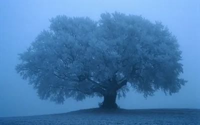 Загадочное Амбхалабхара дерево на фото