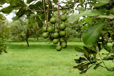 Фото Амбхалабхара дерева – гармония природы и искусства