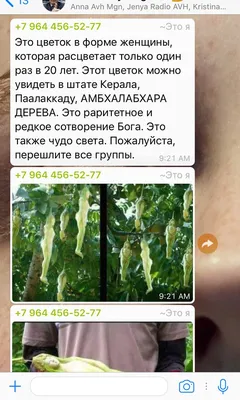 Фон с Амбхалабхара деревом для рабочего стола