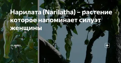 Оригинальная фотография Амбхалабхара дерева