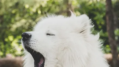 Лучшие фотографии американских эскимосских собак