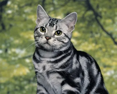 Американская короткошёрстная кошка  фото