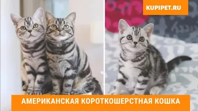 Познакомьтесь с красотой американской короткошёрстной кошки на фотографиях