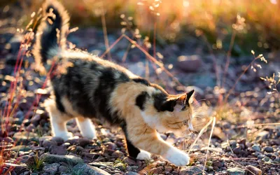 Самые лучшие фото американской жесткошерстной кошки для скачивания