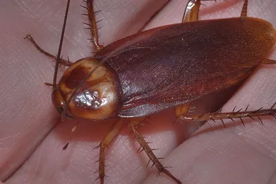 Фото тараканов с разными видами движения
