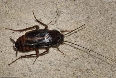 Фотографии американских тараканов: захватывающие моменты