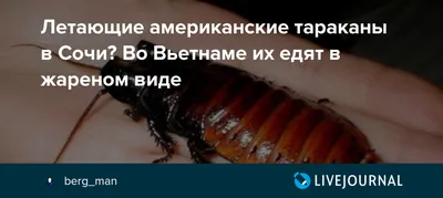 Американские тараканы на фото: уникальные ракурсы