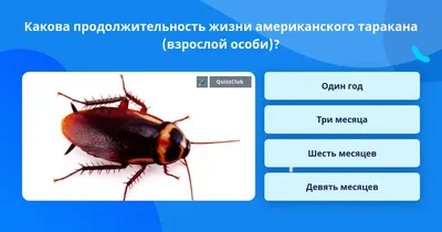 Фото американских тараканов в HD качестве
