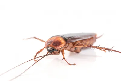 Арт-фото американских тараканов