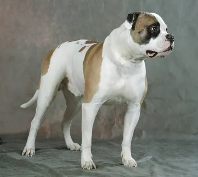 Картинки Американского бульдога: собаки для защиты и безопасности