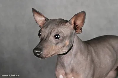 Собака без волос, но с сердцем: Американский голый терьер