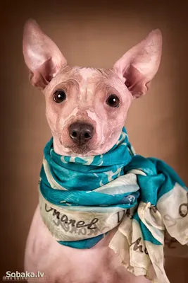 Фотография Американского голого терьера для любителей собак