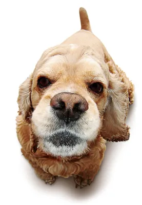 Лучшие фото собаки породы американский кокер-спаниель