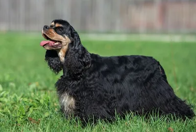 Прекрасные фото собаки породы американский кокер-спаниель