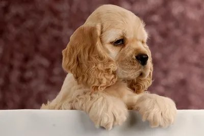 Прекрасные изображения собаки породы американский кокер-спаниель
