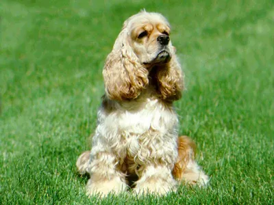 Фото собаки породы американский кокер-спаниель в различных ракурсах