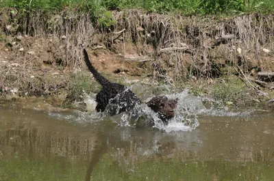 Собака породы американский водяной спаниель: лучшие фото