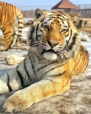 Фото амурского льва для ценителей качественных изображений