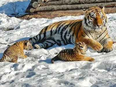 Фото амурского льва: выберите размер и формат изображения