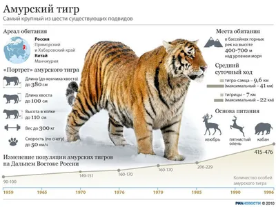 Черно-белая фотография Амурского тигра