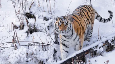 Фотография величественного Амурского тигра