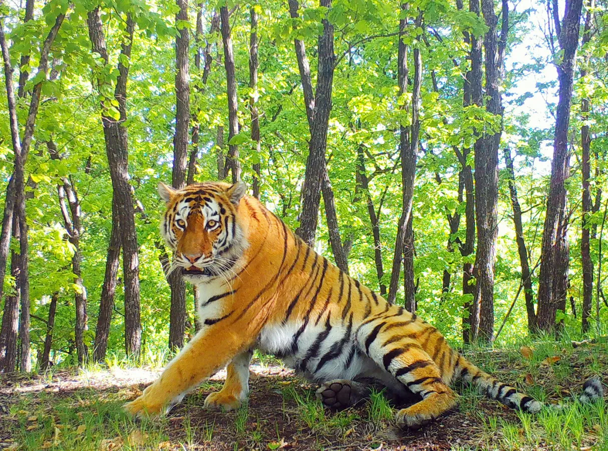 Фото Амурского тигра: встреча с господином тигром в его доме | Амурского  тигра в природе Фото №522333 скачать