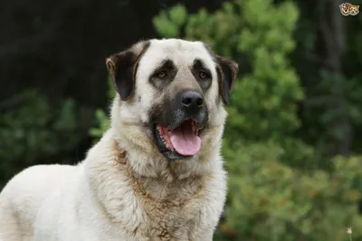 Анатолийская овчарка: фото с настоящей собачьей улыбкой